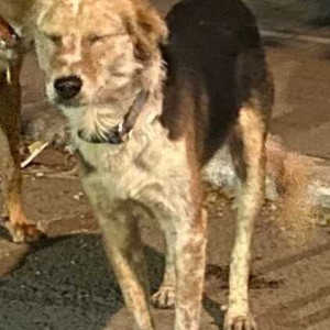 Young male Indie is found  outside Raheja Vista Premier society, NIBM Road.