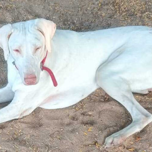 Dog found near Secunderabad