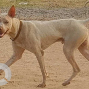 Dog found near Secunderabad-2