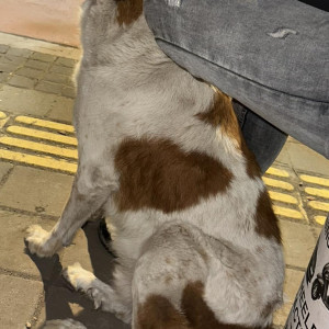 Pet dog is found in rakshak chowk pimple nilakh