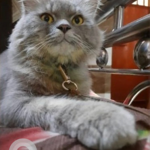 My pet cat Ramboo is missing from Vithalwadi, Kalyan (East)