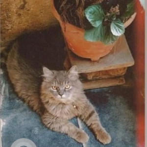 My pet cat Ramboo is missing from Vithalwadi, Kalyan (East)-2