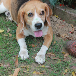 Our beloved dog Ringo, who has been missing 1st October 2023 from Mathura Road, New Delhi-2
