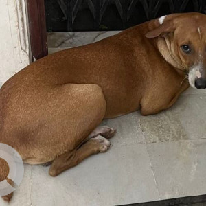 A pet Indie dog is missing from Satellite Classic Jogeshwari-2