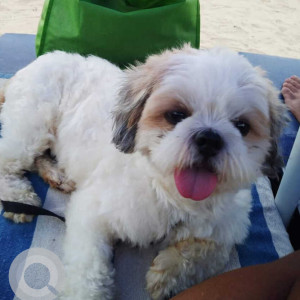 Shih Tzu is missing from Devashri Pinto ville,  R-103, Devashri Greens