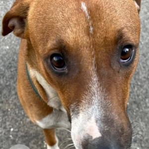 A pet Indie dog is missing from Satellite Classic Jogeshwari-3