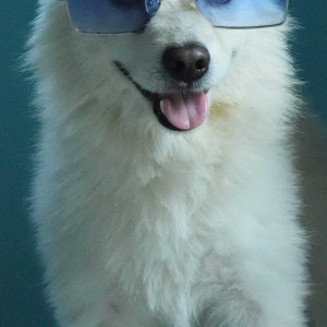 Pomeranian dog is missing from Keesara-2