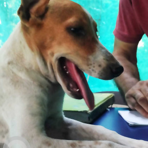 A pet dog is missing from Chembur Chimni Garden-3