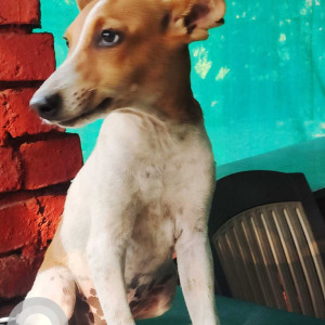 A pet dog is missing from Chembur Chimni Garden