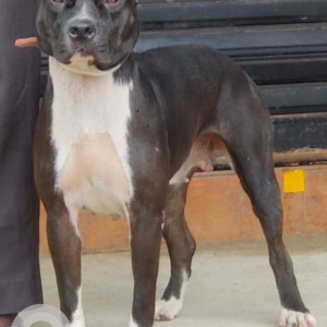 A  Pitbul is missing from North Anjuna