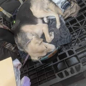 My pet dog Ruhi is missing from Neer Karawal nagar Delhi-3