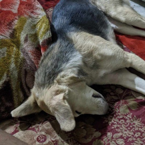 My pet dog Ruhi is missing from Neer Karawal nagar Delhi-2