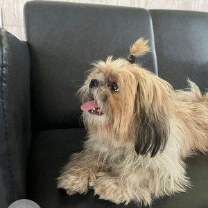 Shih Tzu is missing from SG PALYA Koramangala-2