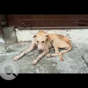 My pet Sadu is missing from Sarvodaya Nagar, Mumbai. Please help to find him-3