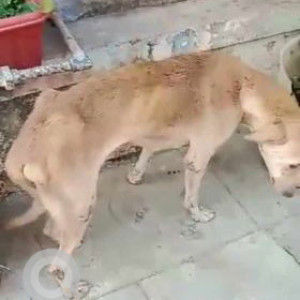 My pet Sadu is missing from Sarvodaya Nagar, Mumbai. Please help to find him-2