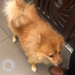 Pomeranian dog found in Sagar rattana