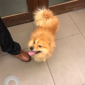 Pomeranian dog found in Sagar rattana-2