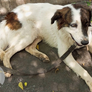 A dog is found near Edureka Office Mahadevpura