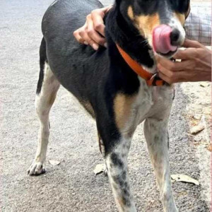 Indie dog is missing from Gurukul public school, Begur, Hongasandra, Micro layout