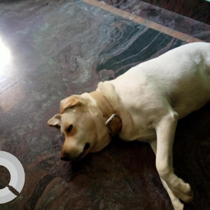 My dog Scooby white Labrador is missing from ITI LAYOUT PARK