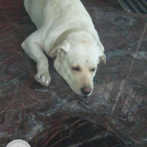 My dog Scooby white Labrador is missing from ITI LAYOUT PARK-2
