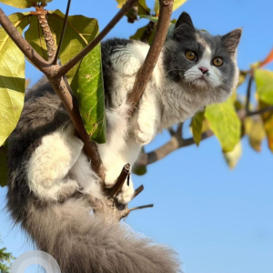 Missing: White and Grey Female Persian Cat from Martin's Apartment, Thudiyalur road, Coimbatore