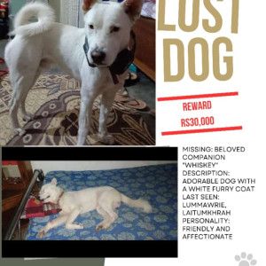My dog wishkey is missing since 24 August 2023 from shillong-3