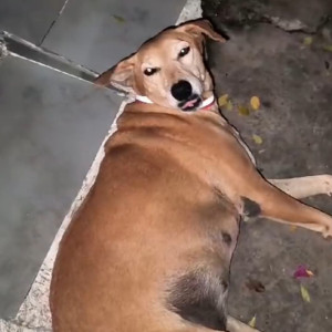 Light Brown Female Indie Dog is Found from Vikas puri