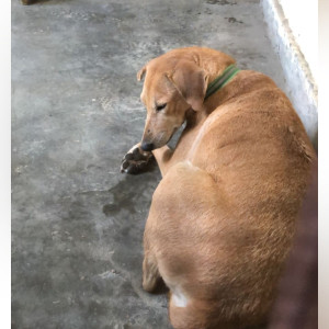 Light Brown Female Indie Dog is Found from Vikas puri-2