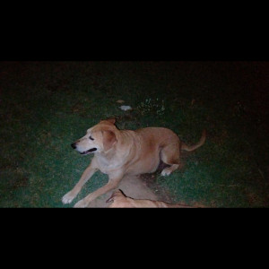 Light Brown Female Indie Dog is Found from Vikas puri-3