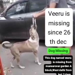 Missing: Light Brown Male Indie Dog from Government sarvodaya Bal vidyalaya, Ramesh nagar