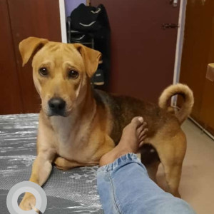 My Pet Rambo is Missing from perambur siruvallur high road, chennai