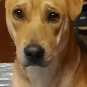 My Pet Rambo is Missing from perambur siruvallur high road, chennai-2