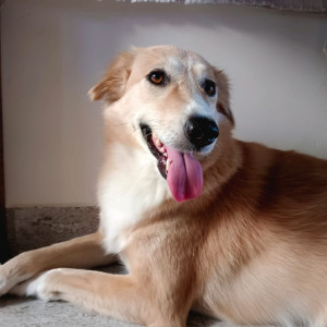 Golden Female Indie Dog is Missing from Sector 21 Pocket D Gurugram