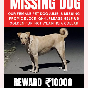 Golden Female Desi Dog is Missing from Greater kailash 1-2