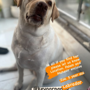 Missing: Golden Female Lab Dog from Dwaraka palam flyover-3