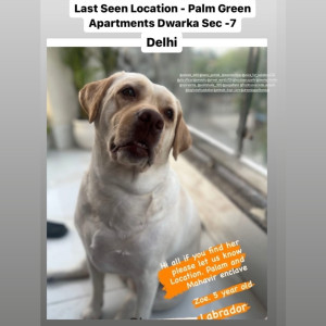 Missing: Golden Female Lab Dog from Dwaraka palam flyover-2
