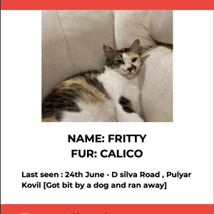 Missing: White Female Indie Cat from D silva Road , Myalpore-2