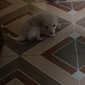 Missing: White Male Street dog Dog from Kamla nagar (Gahann)-5