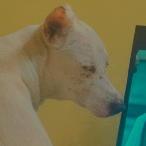 Missing: White Male Indie Dog from Pappanaickenpalayam