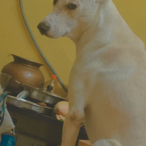 Missing: White Male Indie Dog from Pappanaickenpalayam