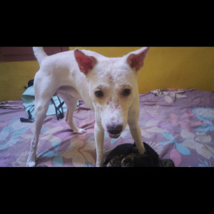 Missing: White Male Indie Dog from Pappanaickenpalayam-3