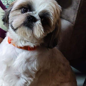 Missing: White-Brown Mix Male Shih Tzu Dog from BEML Layout Brookfield bangalore