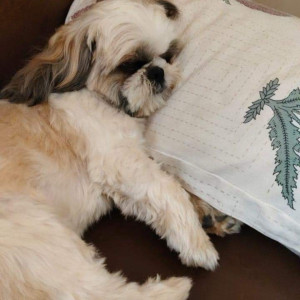 Missing: White-Brown Mix Male Shih Tzu Dog from BEML Layout Brookfield bangalore