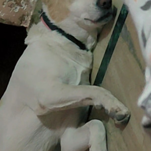 Missing: White-Brown Mix Male Not available Dog from Dayalbagh Agra-3