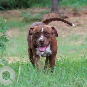 Missing: Brown Male Pitbull mix Dog from Leopard Hills, Haryana