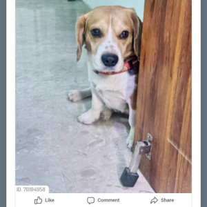 Missing: White-Brown Mix Male Beagle Dog from Pepsi road burari