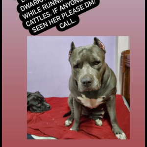 Missing: Grey Female American bully Dog from Dwarka sec 23