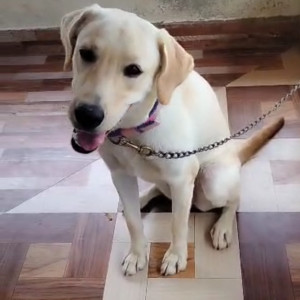 Missing: White Female Labrador Dog from Arumbakkam village, tirukoilur, villupuram