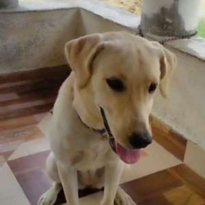 Missing: White Female Labrador Dog from Arumbakkam village, tirukoilur, villupuram-2